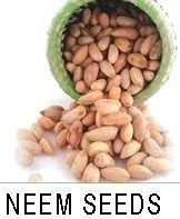 Neem Seeds