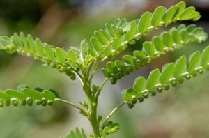 Phyllanthus Niruri