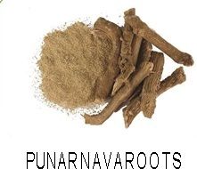 Punarnava Roots