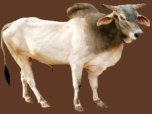 Haryana Bull Semen