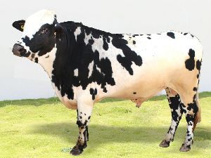 Holstein Heifers Bull Semen