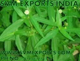 Gymnema Sylvestre Leaves