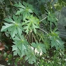 Papaya Leaves