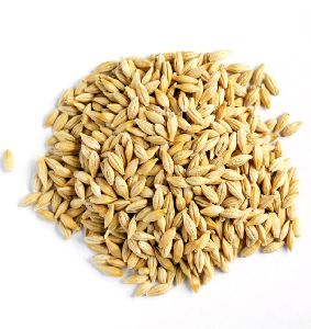 Forage Barley Seeds