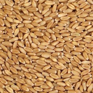 natural wheat seeds