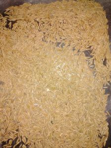 Paddy Rice