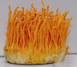 Cordyceps Militaris Mushrooms