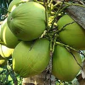 Natural Green Coconut
