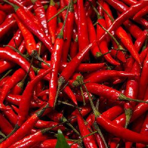 Fresh Red Chilli