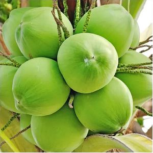 Tender Coconut