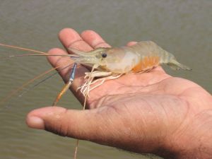 Freshwater Prawns