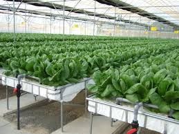 Hydroponic Consultancy Services