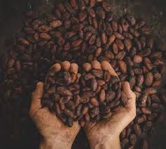 Cocoa Beans