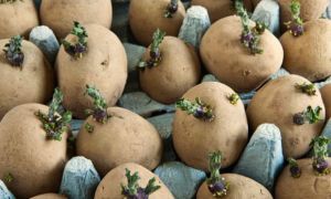 seed potatoes