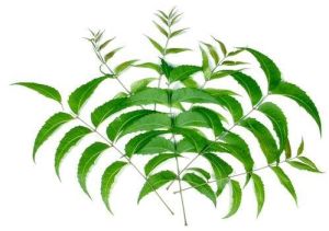 Neem Leaves