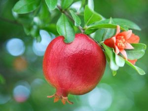 Fresh pomegranate