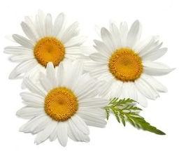 Fresh Chamomile Flowers