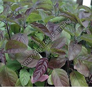 Shyama Tulsi Leaves