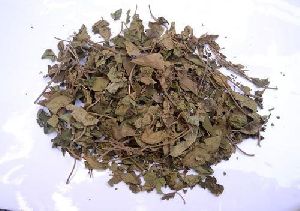 Dried Gurmar Leaves