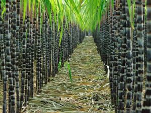 Organic Sugarcane