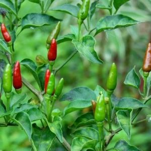 Birds Eye Chilli