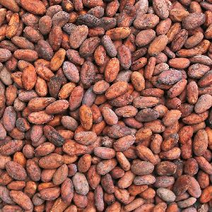 Raw Cocoa Beans