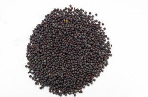 Black Rai Seeds