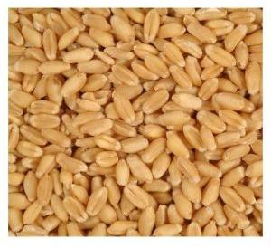 Hard Wheat Seeds