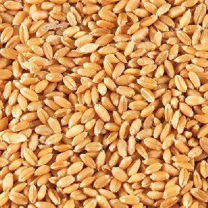 Hybrid Wheat Seeds