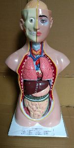 human body torso model