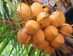 Brown Tender Coconut