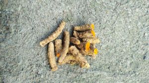 Unpolished Turmeric Finger