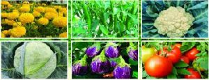 Marigold plant nursery