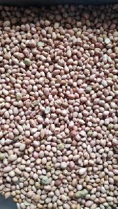 Groundnut Seeds