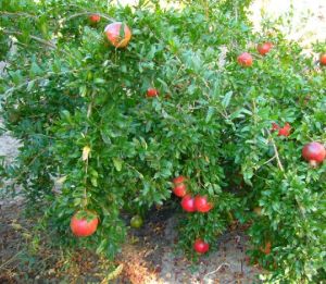 Pomegranate