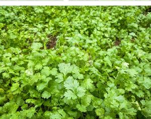 Coriander Leaves