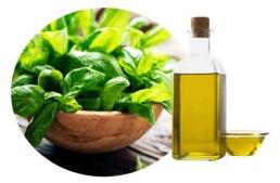 Basil Oil