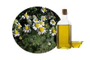 Chamomile Oil