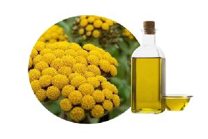 Helichrysum Oil