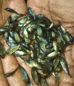 Tilapia Fish Seeds
