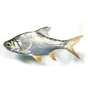 Tinfoil Barb Fish Seed