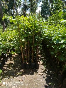 Red Sandalwood Plants