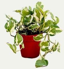 indoor money plants