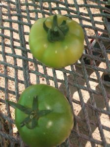 Fresh Tomatoes