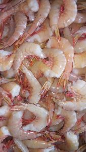 Sea White Shrimp