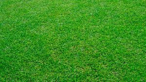 Mexican Grass