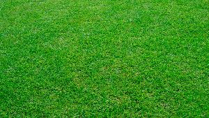 cricket ground grass
