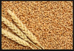 Wheat Grain