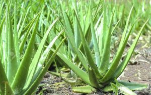 Aloe Vera Leaves