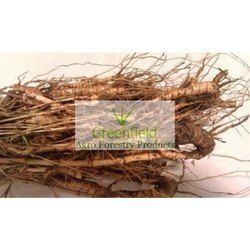Fresh Bamboo Rhyzome Katanga seeds